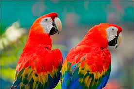 Río Amazonas navegable en la Amazonía Peruana