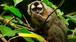 Selva Amazónica densa en Madre de Dios