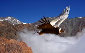 Tour El Vuelo del Cóndor mostrando el profundo Cañón del Colca